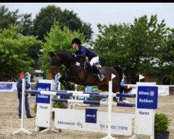 jumper Rubino 66 (Hanoverian, 2001, from Rotspon)