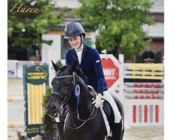 stallion Prinsenhof's Dino (New Forest Pony, 1999, from Kantje's Armando)