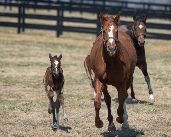 horse Stute von American Pharoah xx (Thoroughbred, 2022, from American Pharoah xx)
