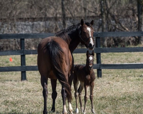 broodmare Tapany xx (Thoroughbred, 2013, from Tapit xx)