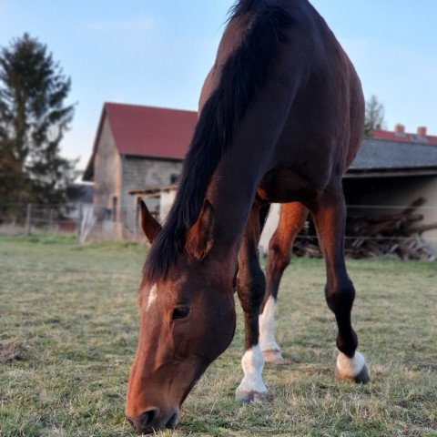 Springpferd Ichelle (Belgisches Warmblut, 2008, von Lord Z)