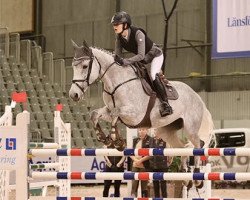 jumper Gamorka (KWPN (Royal Dutch Sporthorse), 2011, from Corland)