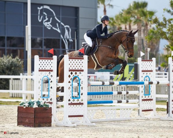 jumper Malou Blue PS (Hanoverian, 2013, from Messenger)