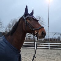 Springpferd Arthur H 2 (Rheinländer, 2011, von Alvarino 2)