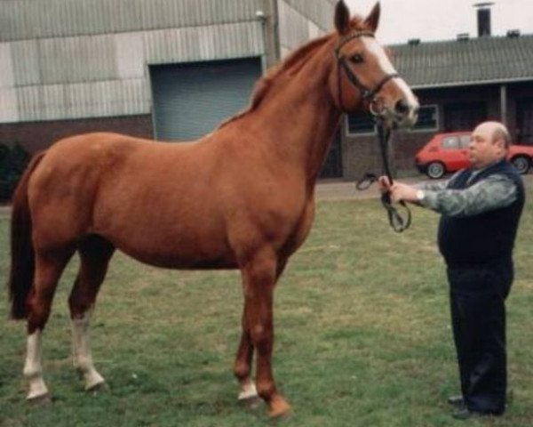 broodmare Amaryllis (Hanoverian, 1981, from Akzent I)