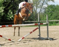 dressage horse Piccolino (German Warmblood, 2004, from Paolo 35)