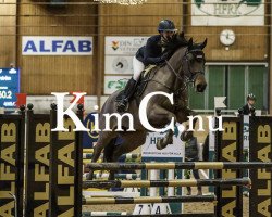 Springpferd Unity F (Holsteiner, 2014)