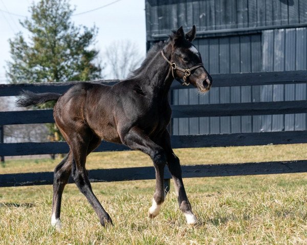 horse Hengst von Volatile xx (Thoroughbred, 2022, from Volatile xx)