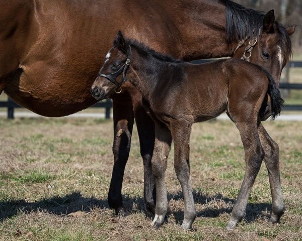 horse Straight Forward xx (Thoroughbred, 2022, from American Pharoah xx)