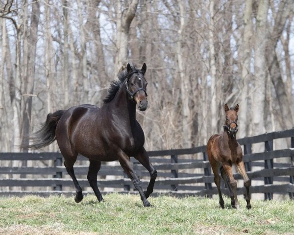 horse Bisou xx (Thoroughbred, 2022, from Curlin xx)