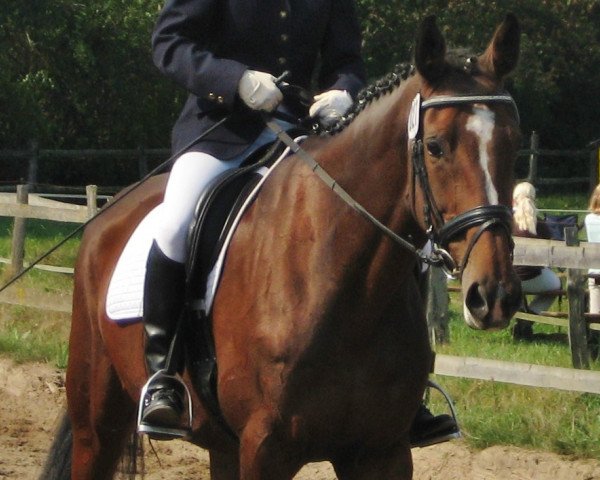 broodmare Cija Jolie (Holsteiner, 2003, from Claudio's Son)