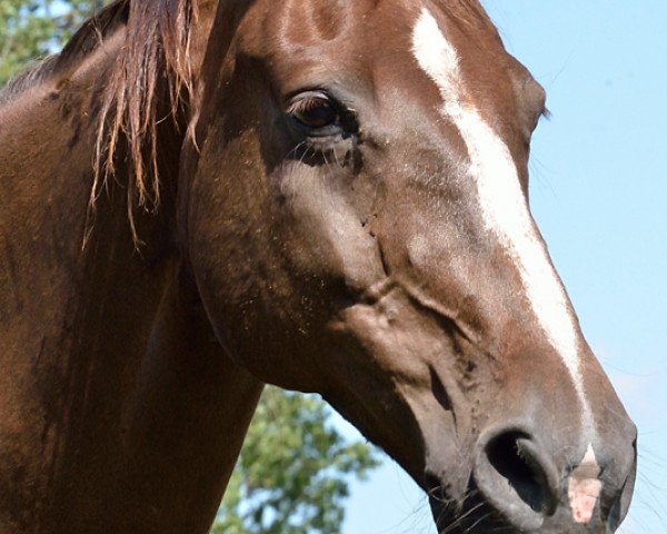 broodmare Al Assiffa (Mecklenburg, 1992, from Admiral)