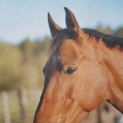 Zuchtstute Vanessa (Holsteiner, 2005, von New Time)