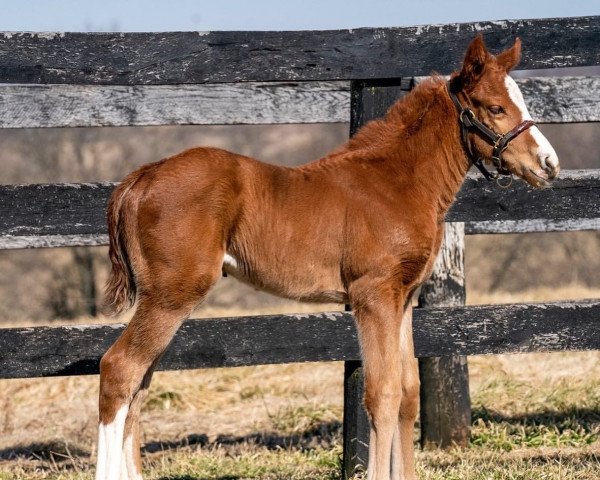 horse Stute von Volatile xx (Thoroughbred, 2022, from Volatile xx)