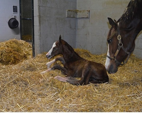 horse Hengst von Tapit xx (Thoroughbred, 2022, from Tapit xx)