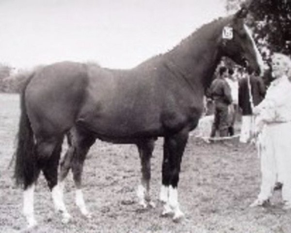broodmare Cireina (KWPN (Royal Dutch Sporthorse), 1984, from Amor)