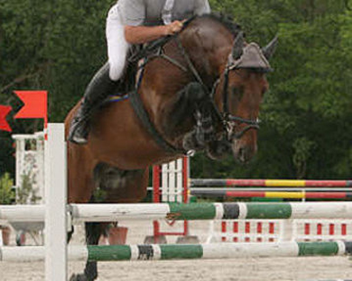 stallion Nikidam du Chateau (Selle Français, 2001, from Quidam de Revel)