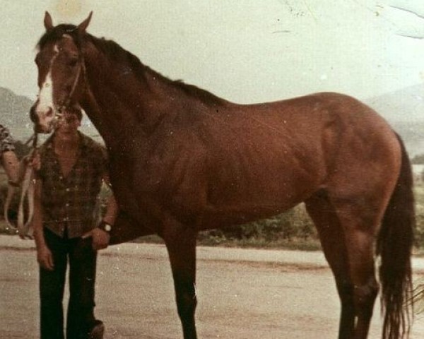 Deckhengst Tiron xx (Englisches Vollblut, 1972, von Ivory Tower xx)