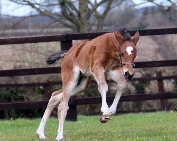 horse Hengst von Sea the Stars xx (Thoroughbred, 2022, from Sea The Stars xx)