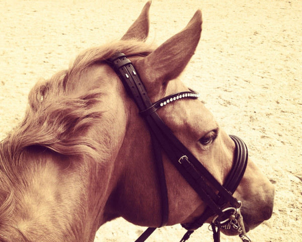 dressage horse Drogba (Oldenburg, 2006, from Dark Fire)