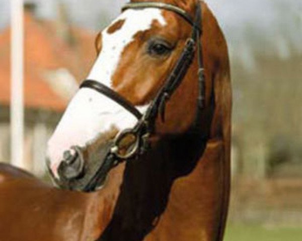 Deckhengst Balougraph (Westfale, 2004, von Balou du Rouet)
