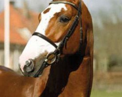 Deckhengst Balougraph (Westfale, 2004, von Balou du Rouet)