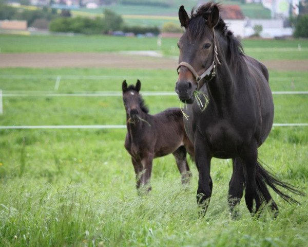 broodmare Alisa (Swiss Warmblood, 1999, from Coeur de Nuit)