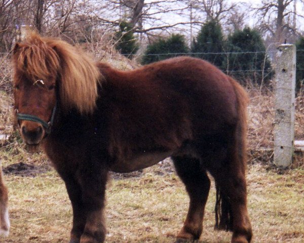 broodmare Holly of Westergarth (Shetland Pony, 1992, from Nixon of Guddon) broodmare Holly of Westergarth (Shetland Pony, 1992, from Nixon of Guddon)