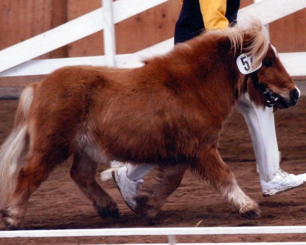 Deckhengst Theo von Repgow (Shetland Pony (unter 87 cm), 2001, von Theseus)