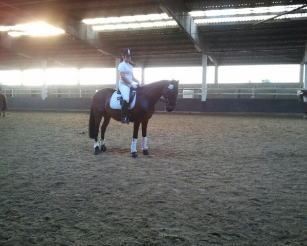 dressage horse Dark Star (Bavarian, 1994, from Donnerschlag)