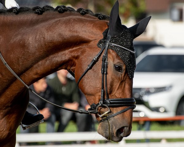 dressage horse Ts Djamall (German Sport Horse, 2015, from Don Frederico)