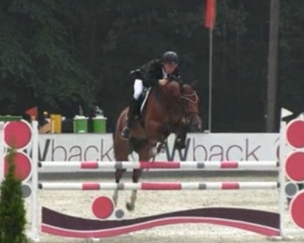 jumper Cosby (Oldenburg show jumper, 2008, from Contendro I)