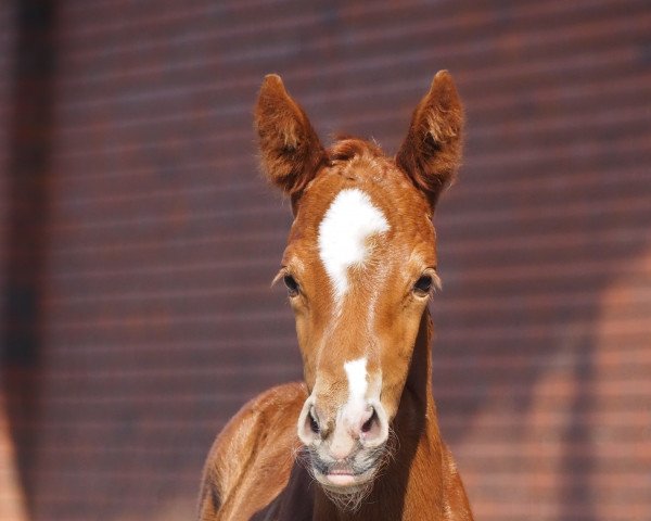 horse Bondida (Oldenburg, 2022, from Bonds)