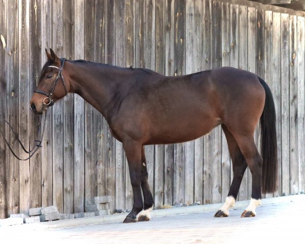 Pferd Fackiras Felicita (Oldenburger, 2014, von Freddie Mercury 2)