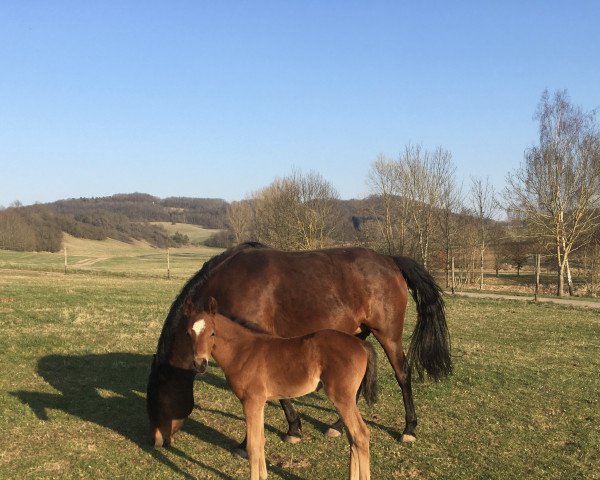 horse Dein Glück (German Riding Pony, 2022, from Dimension AT NRW)