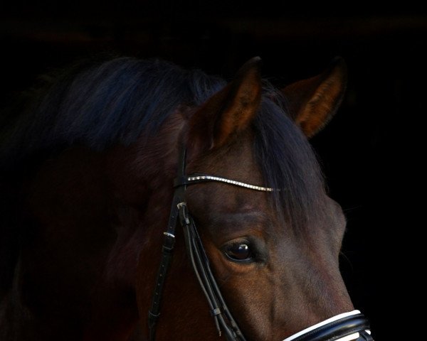 dressage horse Fritz (German Sport Horse, 2017, from Fürstenball)
