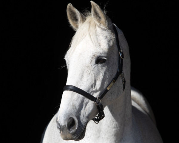 horse Caline des Pruats CH (Swiss Warmblood, 2005, from Cassini II)