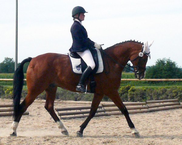 Pferd Rocking Romeo (Bayer, 2003, von Romantiko) Pferd Rocking Romeo (Bayer, 2003, von Romantiko)