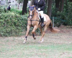 dressage horse Cool Lemon (German Riding Pony, 2008, from Cool Dancer)