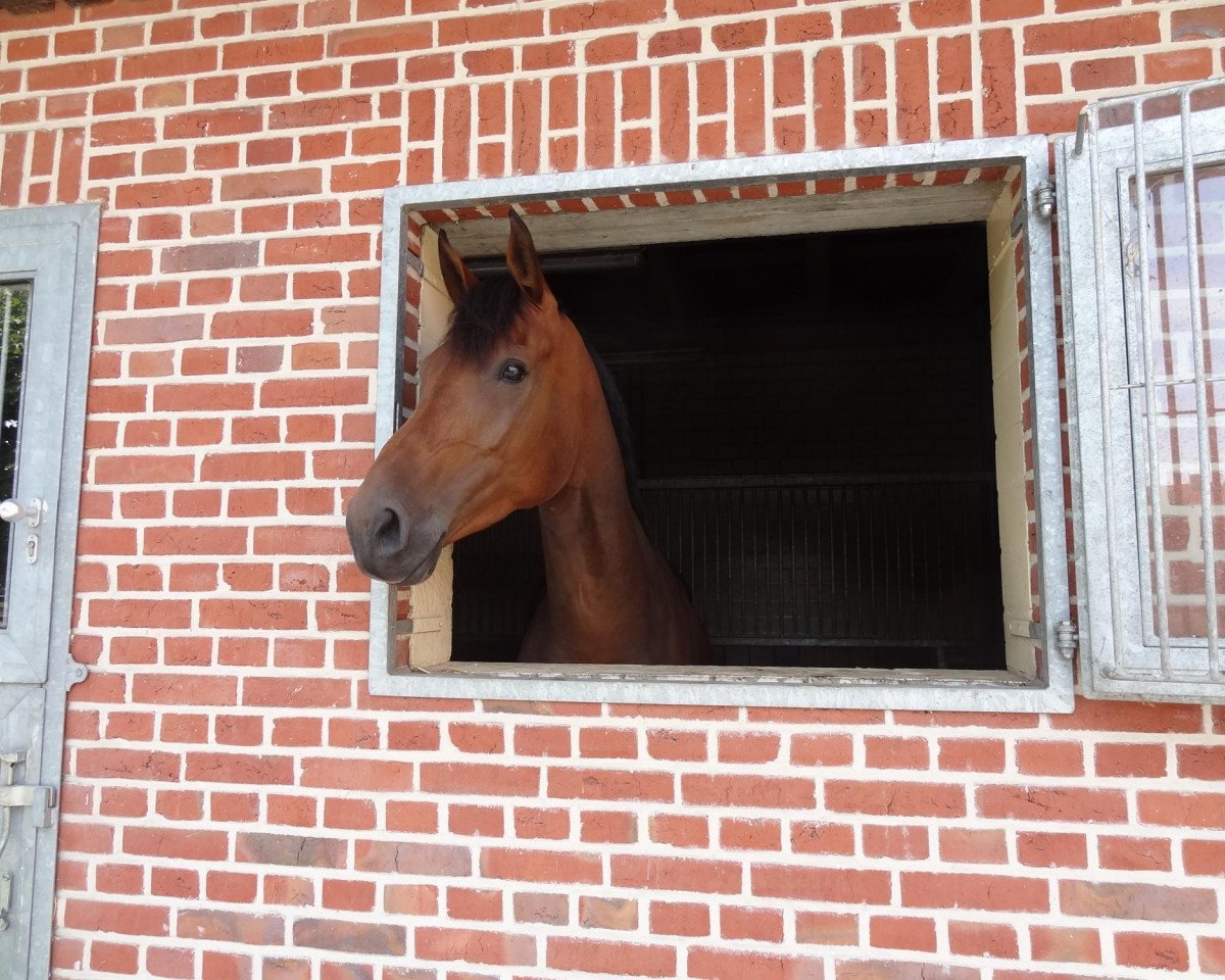 broodmare Amazing Dream (Oldenburg, 2006, from Abke 4)
