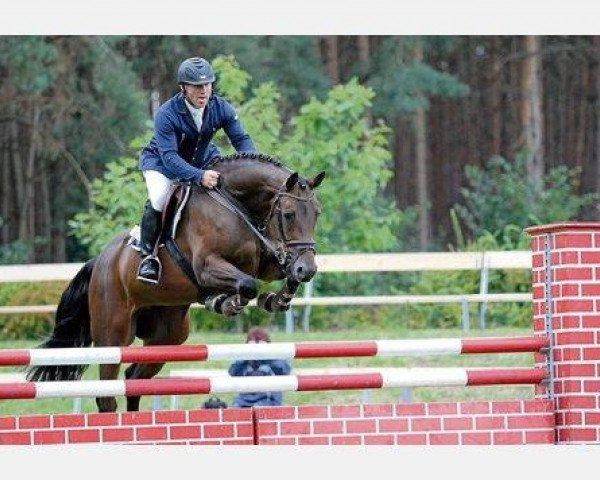 jumper Rahmannshof Cellist (German Sport Horse, 2007, from Cellestial)