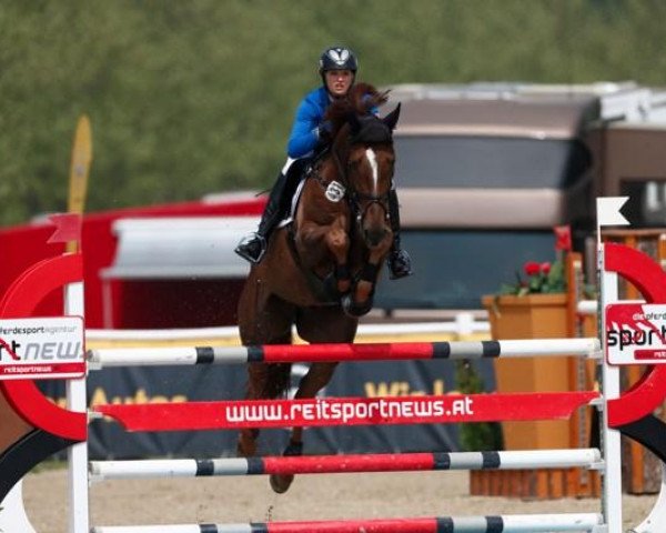 Springpferd Barrado Jk (Westfale, 2007, von Baloubet du Rouet)
