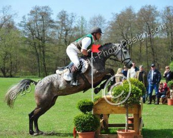 broodmare After Eight 14 (Rhinelander, 2007, from Acorado's Ass)