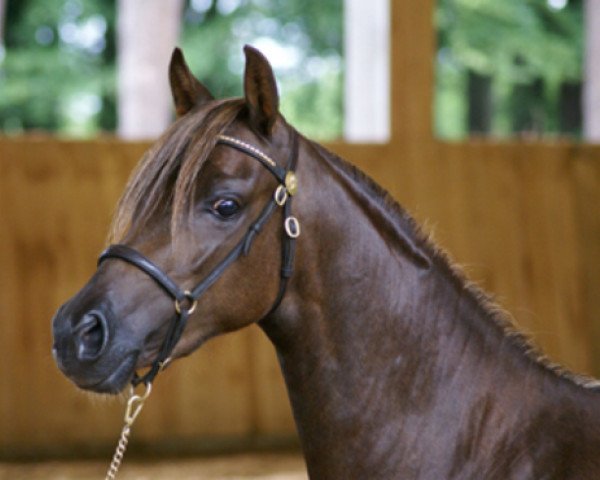 broodmare Kaiserbach's Dream Melodie (Welsh-Pony (Section B), 2010, from Cottrell Pendragon) broodmare Kaiserbach's Dream Melodie (Welsh-Pony (Section B), 2010, from Cottrell Pendragon)