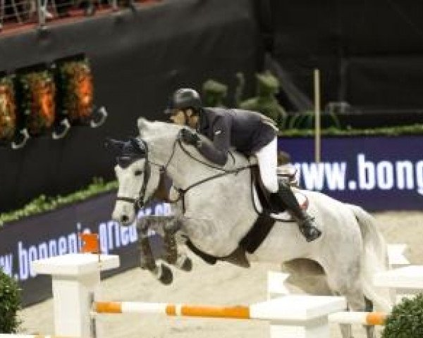 Springpferd Cassydy (Holsteiner, 2003, von Corrado I)