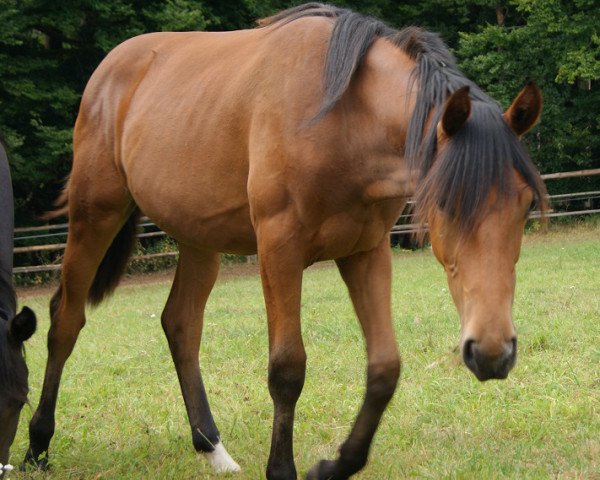 horse Little Miss Pezi (Westphalian, 2011, from Lord Pezi)