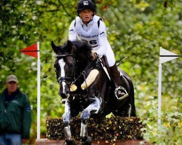horse Halunke 45 (Württemberger, 2004, from Heraldik xx)