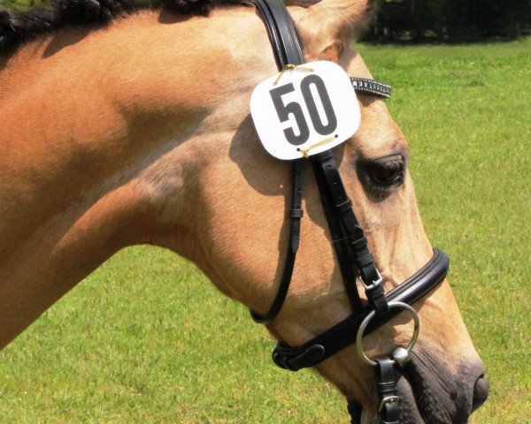 broodmare Nevana (German Riding Pony, 2000, from Notre Beau)