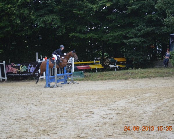 Zuchtstute Bonieta (New-Forest-Pony, 1997, von Duke's Forest Oberon)