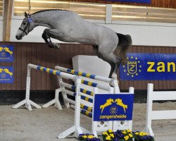 stallion Clarissimo Z (Holsteiner, 2008, from Clarimo Ask)